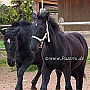 Spanish Norman Horse 1 (56)